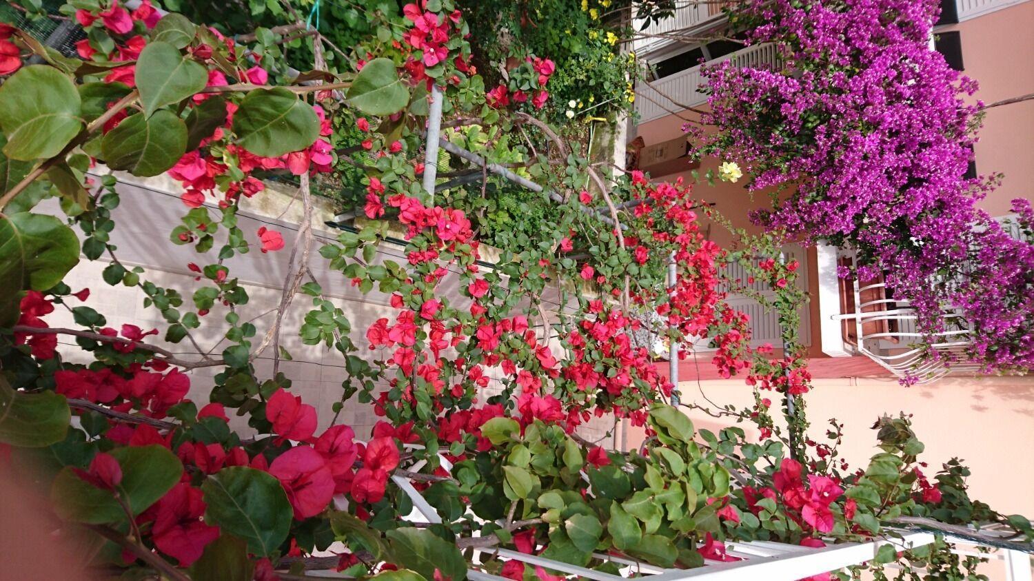 Apartments Ora Orebić Εξωτερικό φωτογραφία